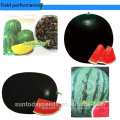 Resiant Suntoday в жару холодный зеленый реликвия улучшить плод растений семян изображения овощей гибридные семена F1 арбуз Судан
